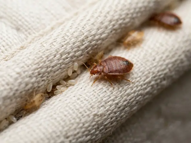 Bettwanzen (Cimex) – Nahaufnahme